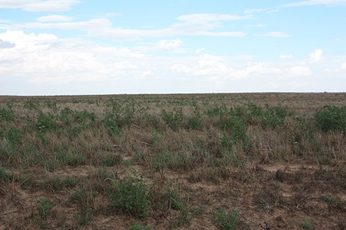 Property photo 11 - LAND AUCTION, 3255+/- Acres offered in 13 Tracts